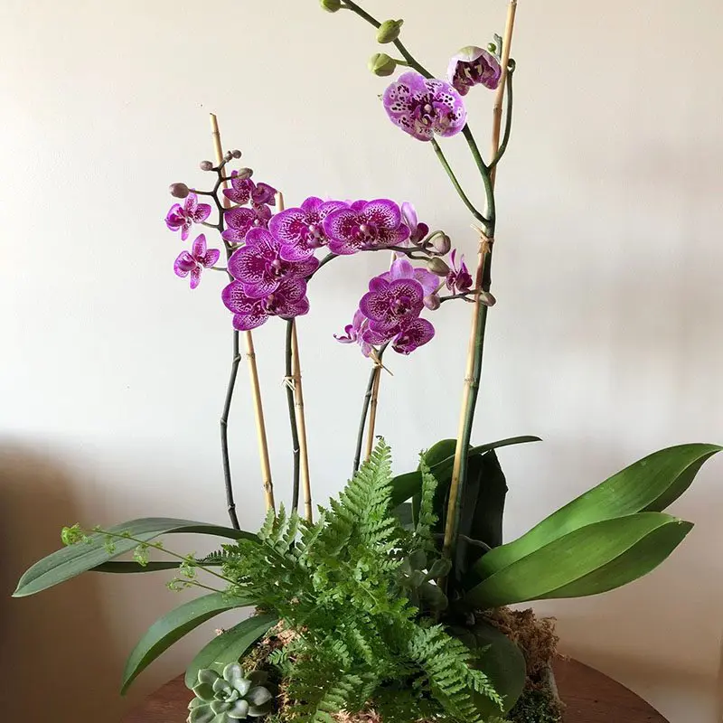 A purple flower sitting on top of a table.