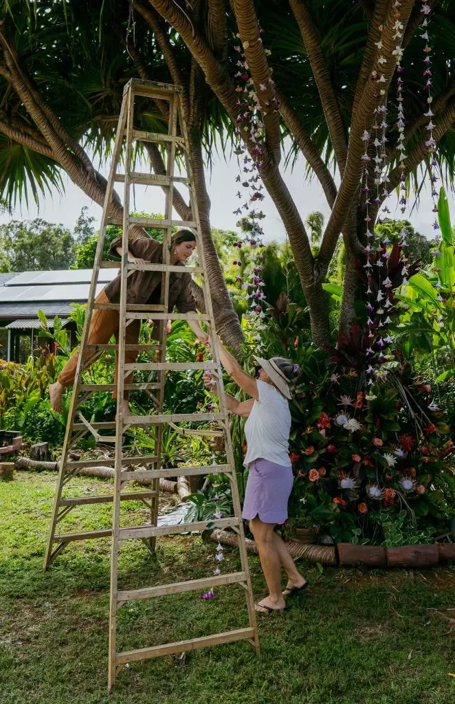 A man climbing up the side of a ladder to get something from a tree.