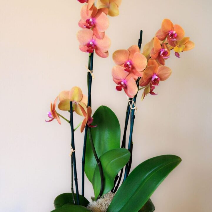 A plant with four flowers in it is sitting on the floor.