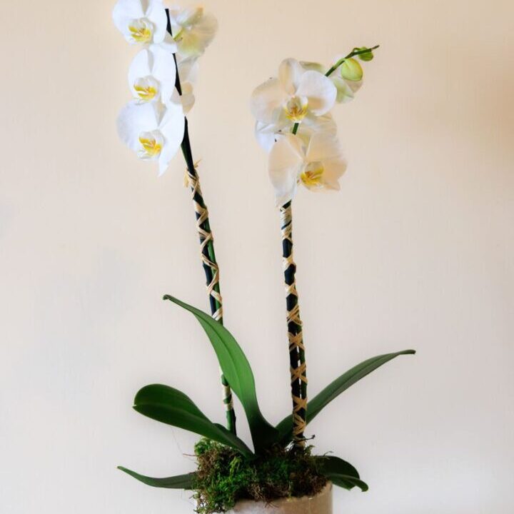 Two white orchids in a pot on the wall